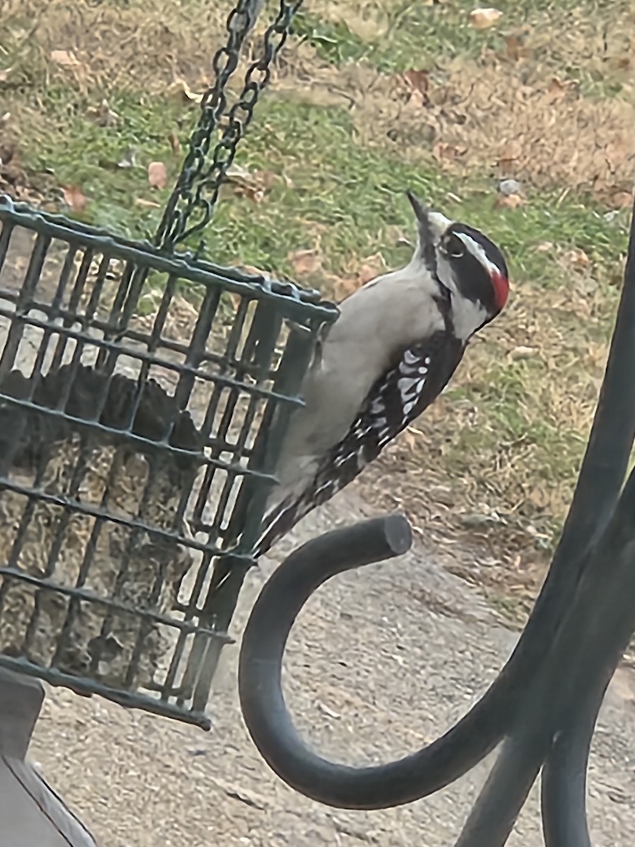 Downy Woodpecker - ML645747420