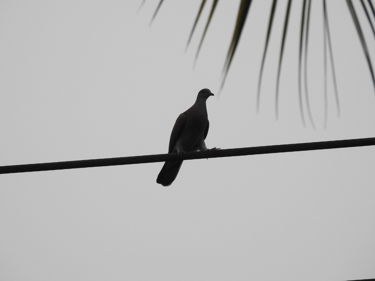 Paloma Colorada - ML645747421