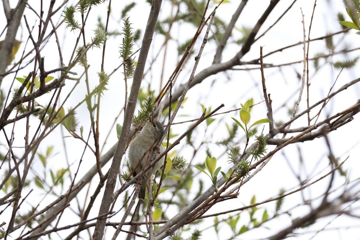 Tennesse Ötleğeni - ML645747425