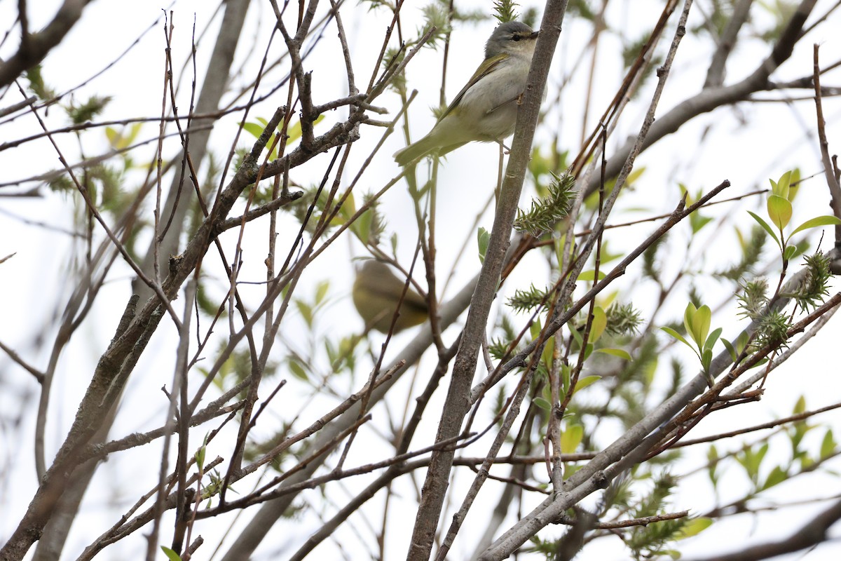 Tennesse Ötleğeni - ML645747426