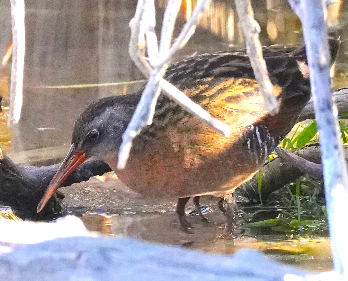Virginia Rail - ML645747433