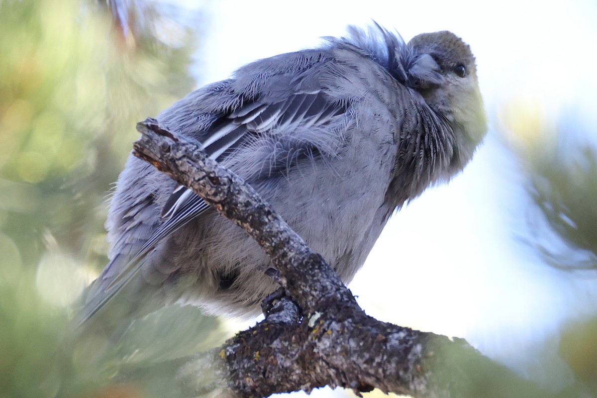 Tayga Çütresi - ML645747438