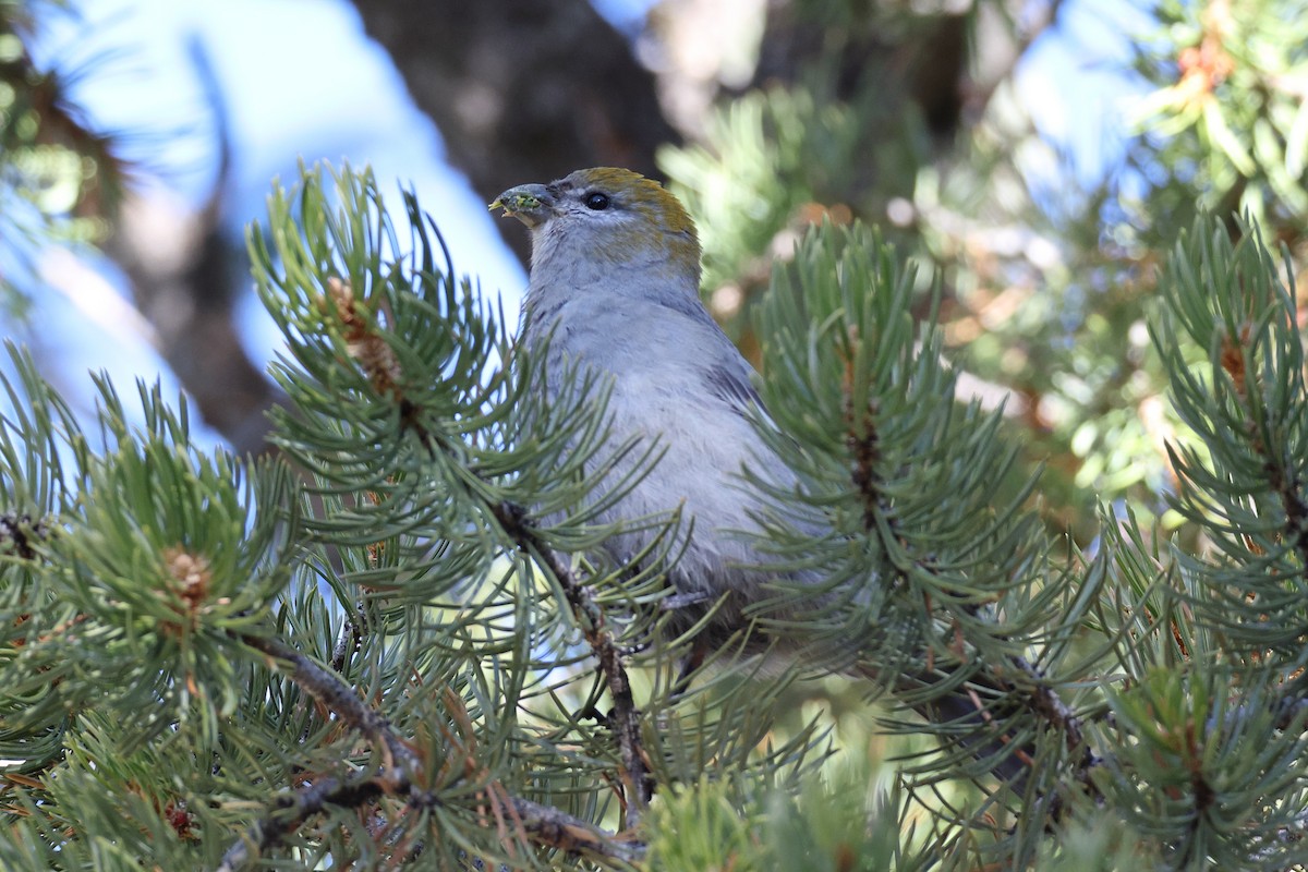 Tayga Çütresi - ML645747439