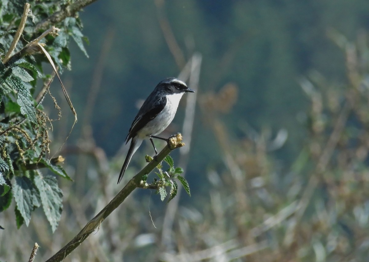 Gri Taşkuşu - ML645747442