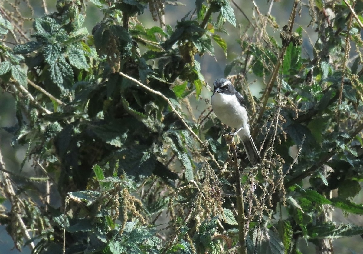 Gri Taşkuşu - ML645747443