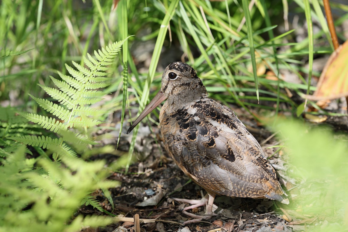 American Woodcock - ML645747445