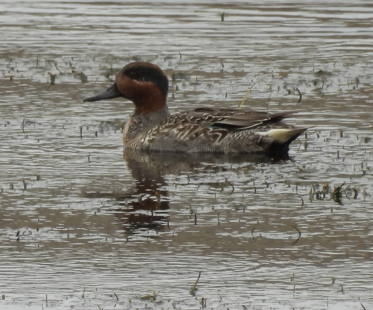 小水鴨 - ML645747457