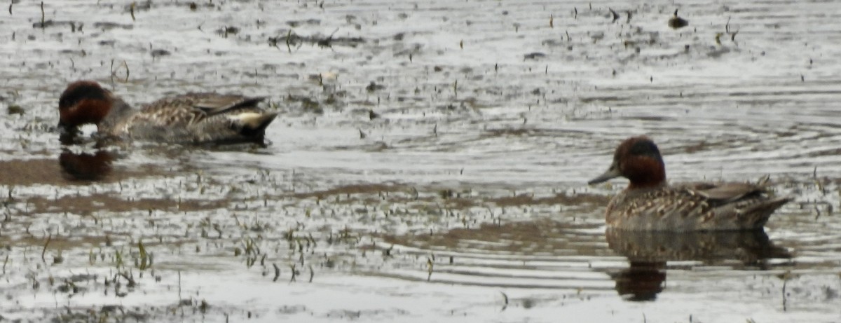 小水鴨 - ML645747461