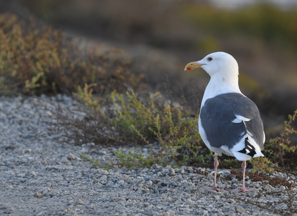 アメリカオオセグロカモメ - ML645747463