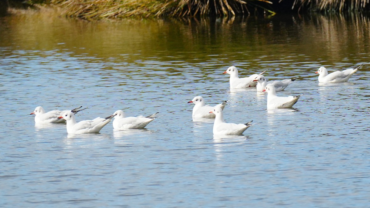 Black-headed Gull - ML645747467