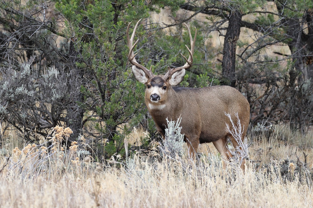 Rocky Mountain Mule Deer - ML645747488