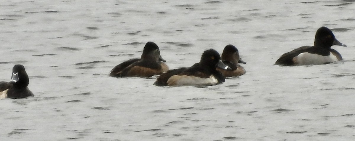 環頸潛鴨 - ML645747489