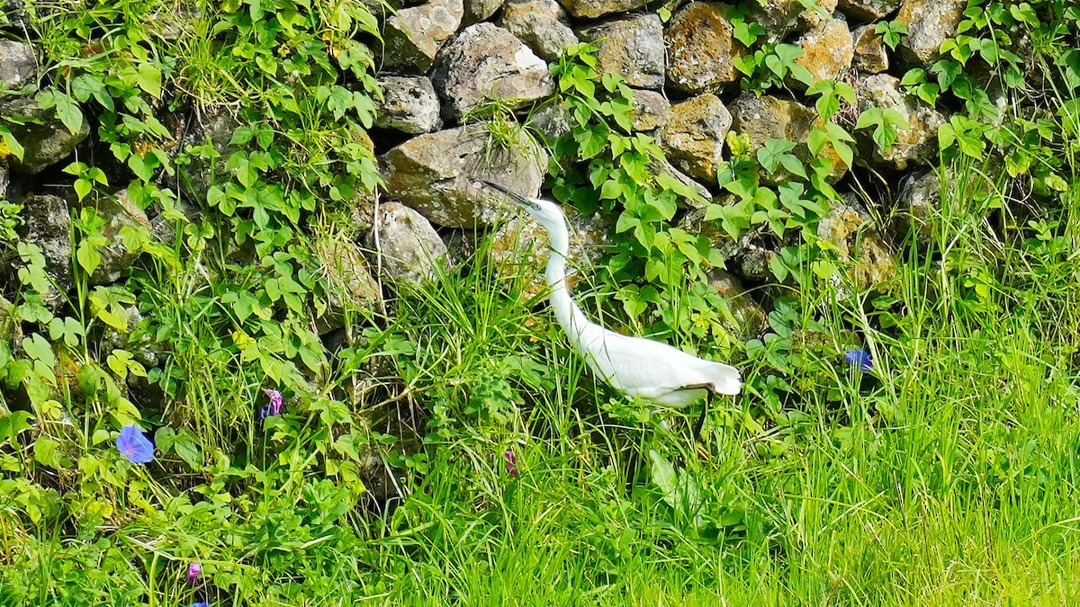 Little Egret - ML645747494