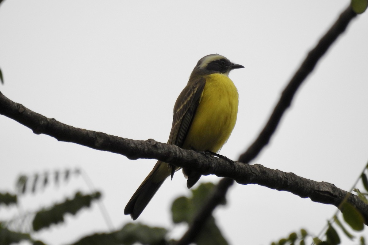 Sosyal Tiran - ML645747515