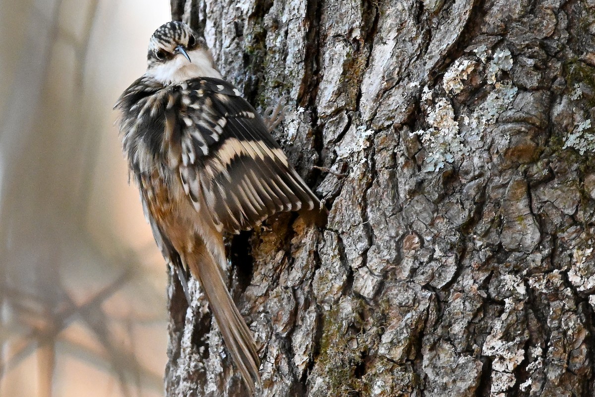 Brown Creeper - ML645747516