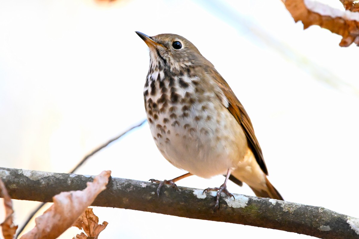 Hermit Thrush - ML645747522