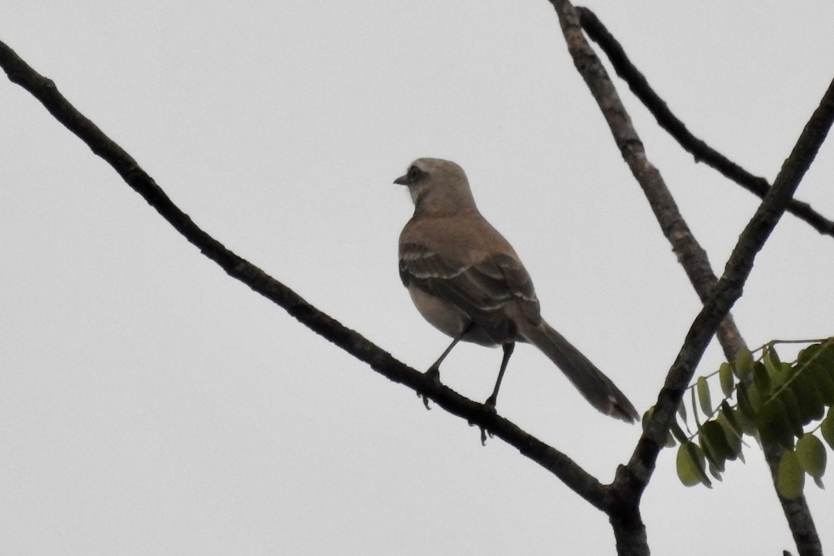 Tropical Mockingbird - ML645747523