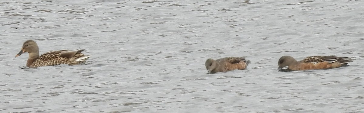 葡萄胸鴨 - ML645747525