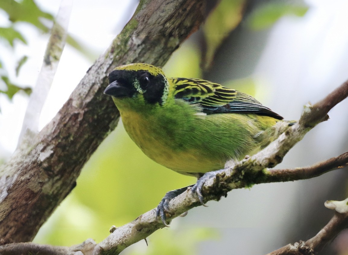 Green-and-gold Tanager - ML645747528