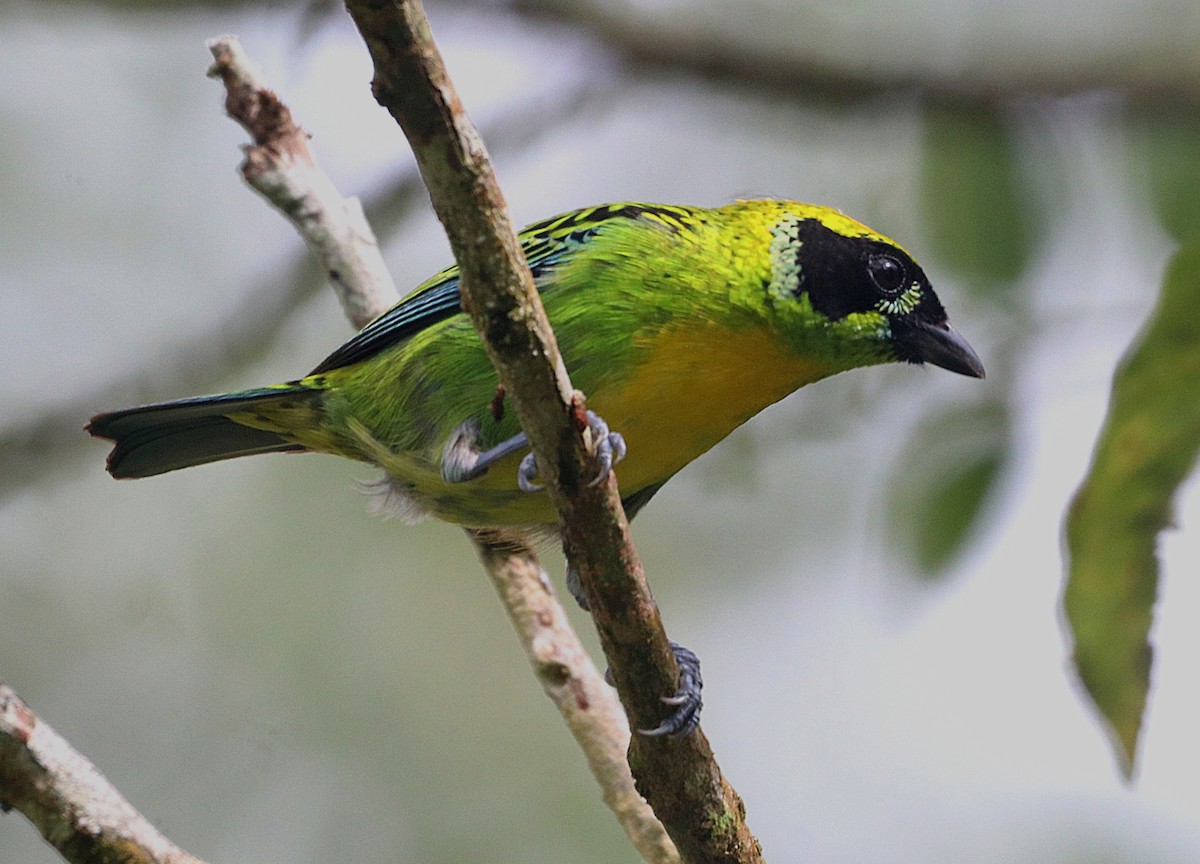 Green-and-gold Tanager - ML645747529