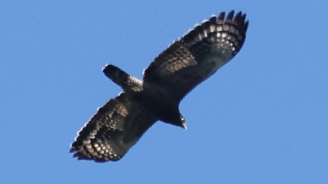 Хохлатый змееяд - ML645747530