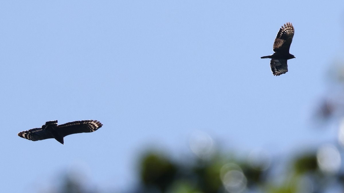 Хохлатый змееяд - ML645747533