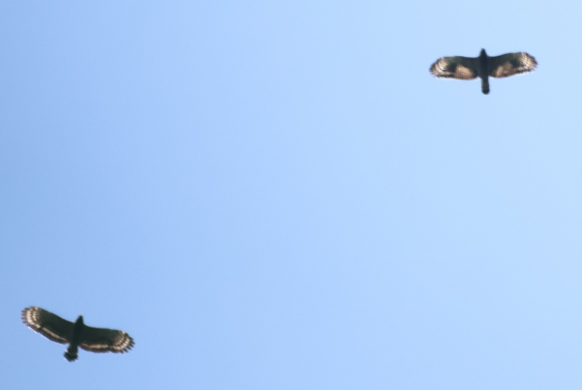 Хохлатый змееяд - ML645747537