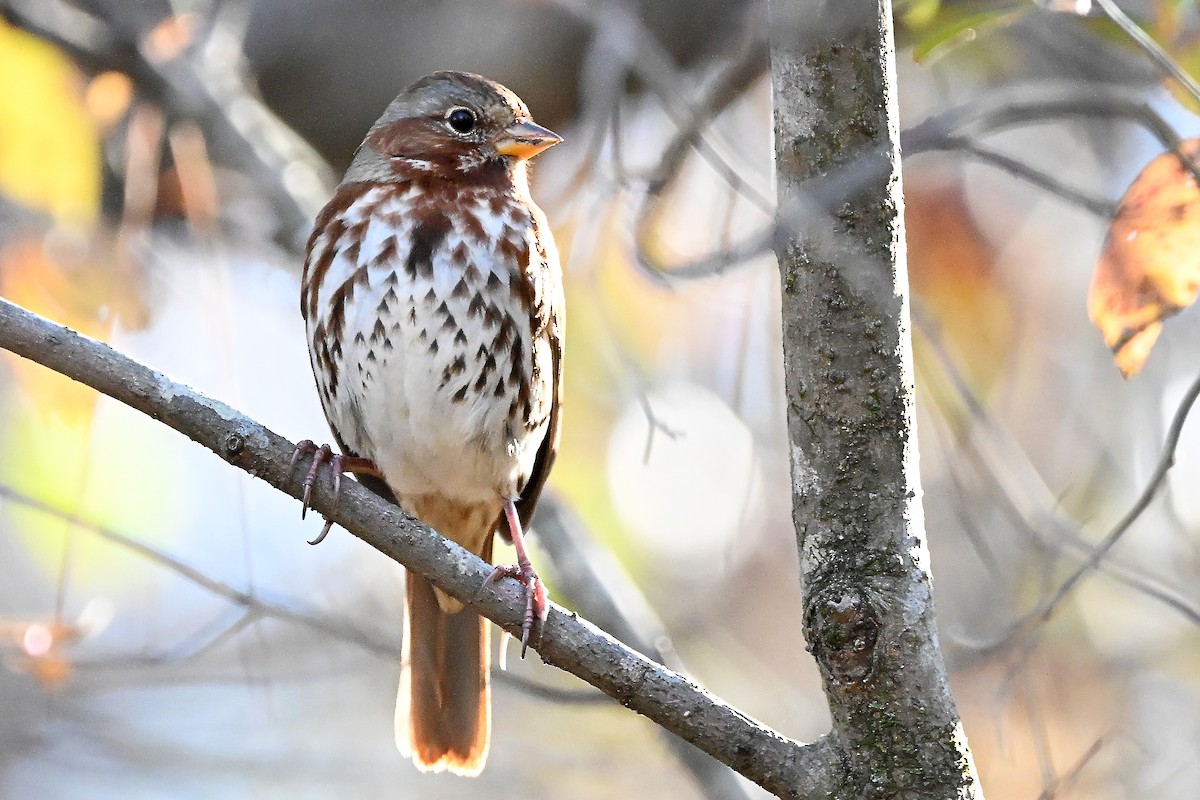 Fox Sparrow - ML645747542
