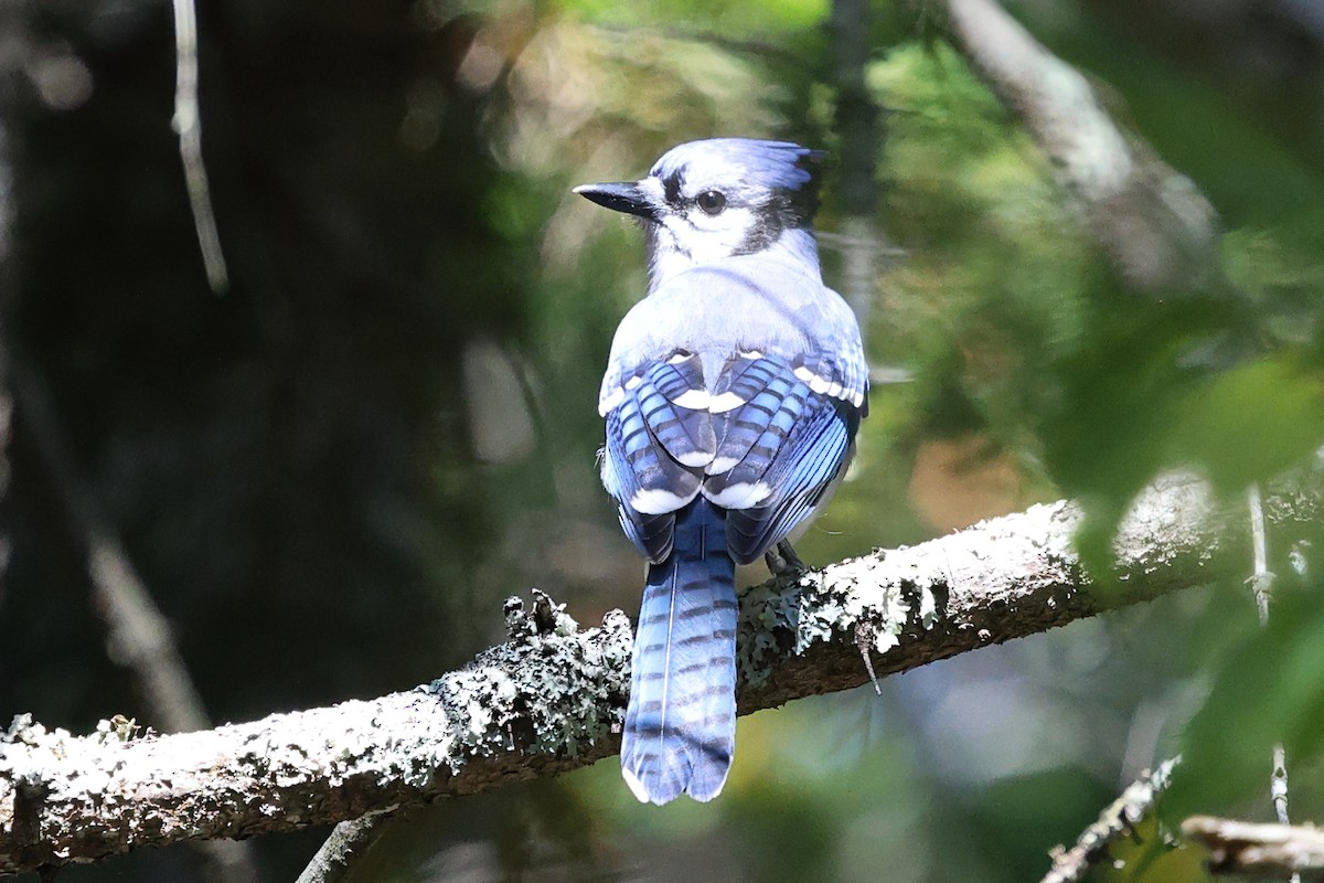 Blue Jay - ML645747543