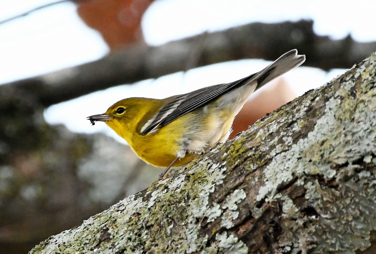 Pine Warbler - ML645747560