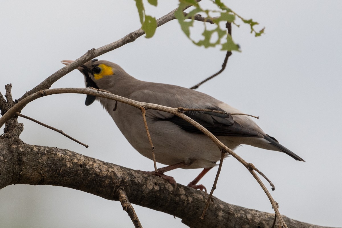 Wattled Starling - ML645747561