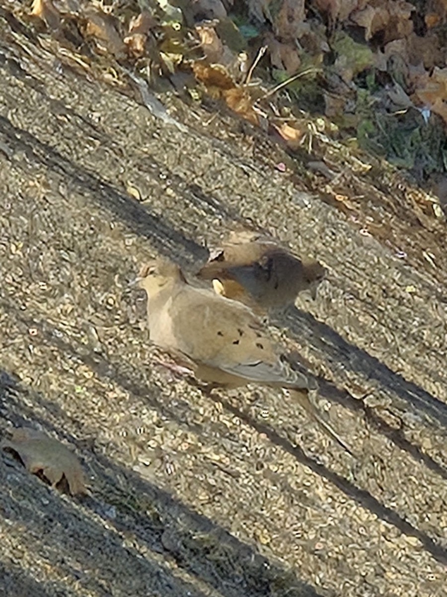 Mourning Dove - ML645747567