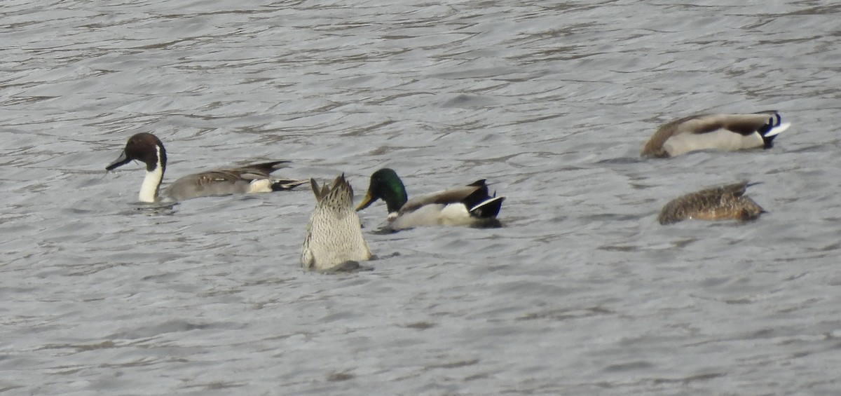 尖尾鴨 - ML645747572