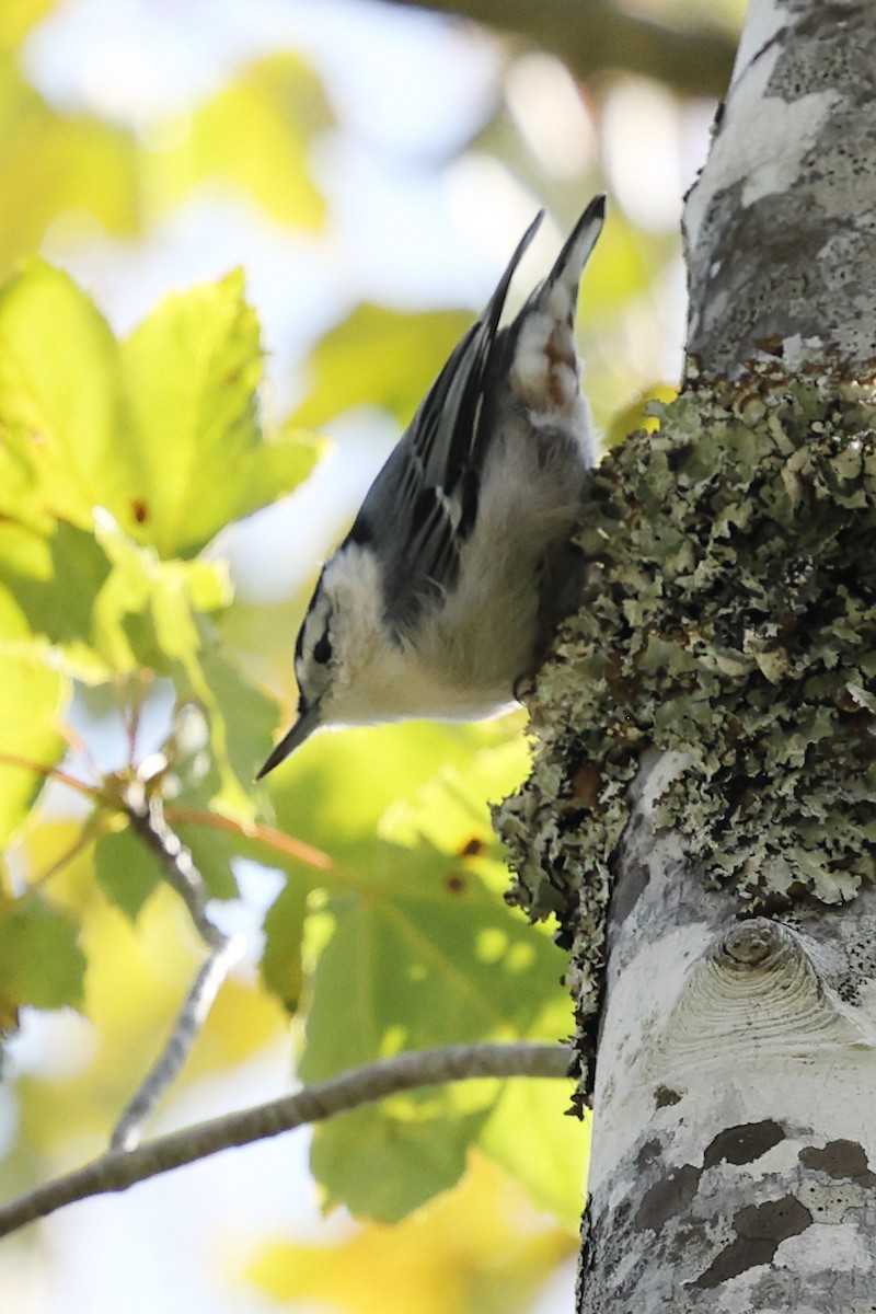 White-breasted Nuthatch - ML645747575