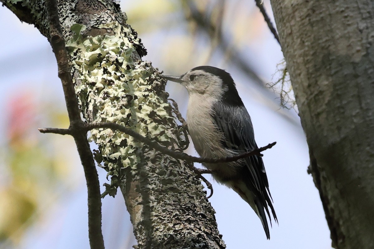 White-breasted Nuthatch - ML645747576