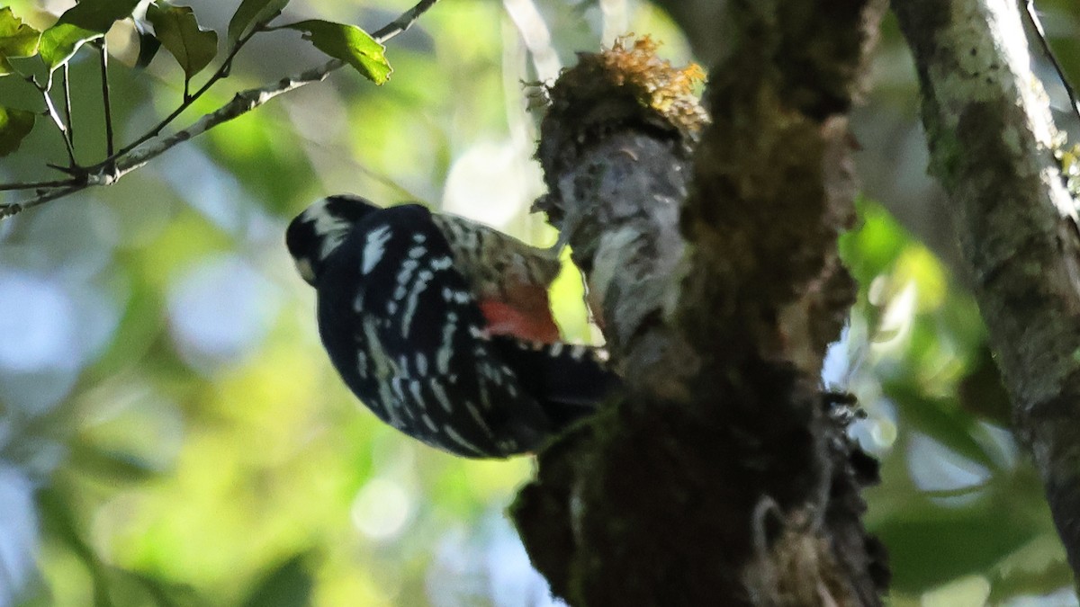 Okil gibelnabarra - ML645747577