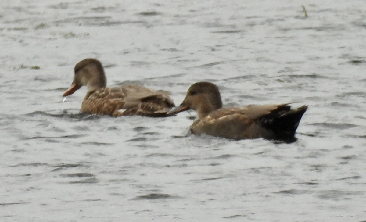 赤膀鴨 - ML645747588