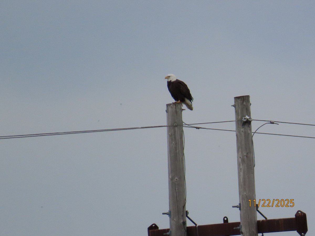 ハクトウワシ - ML645747592