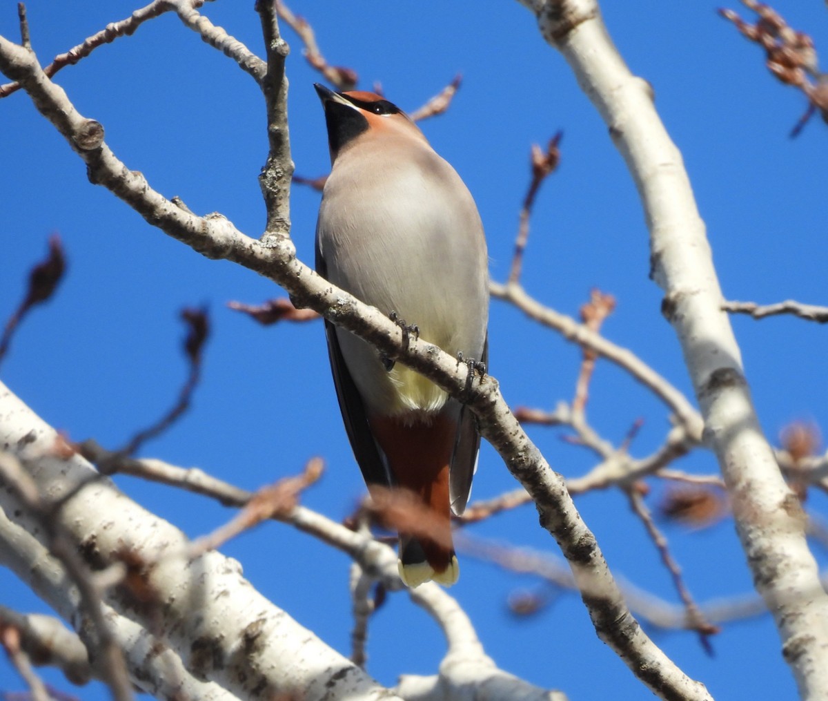 Buztanori boreala - ML645747606