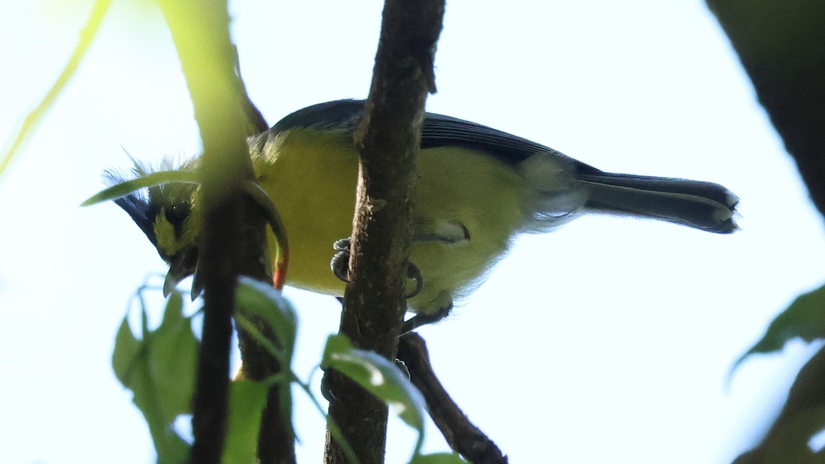 Taiwan Yellow Tit - ML645747607