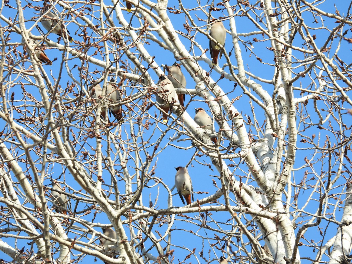 Buztanori boreala - ML645747609