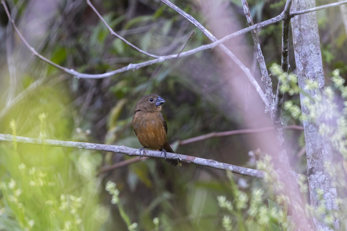 Chestnut-bellied Seed-Finch - ML645747622