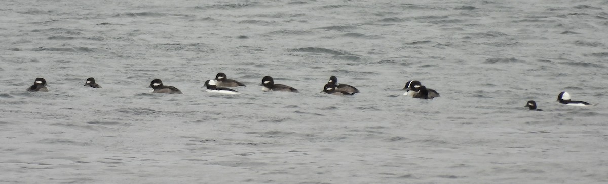 Bufflehead - ML645747626