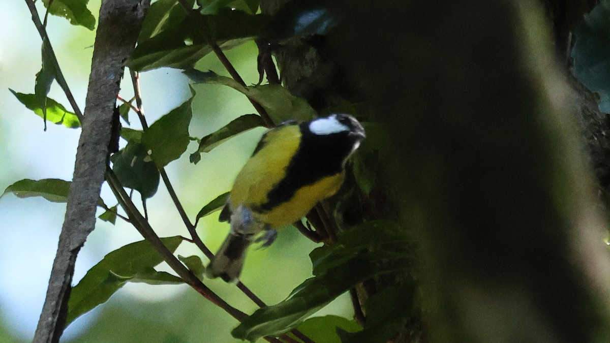 Bergkohlmeise - ML645747629