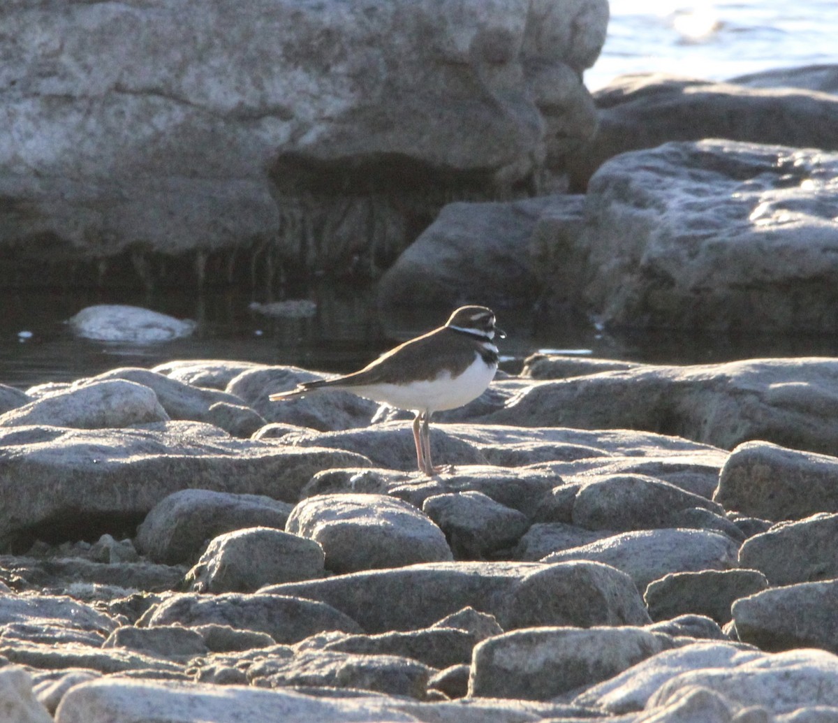 Killdeer - ML645747633