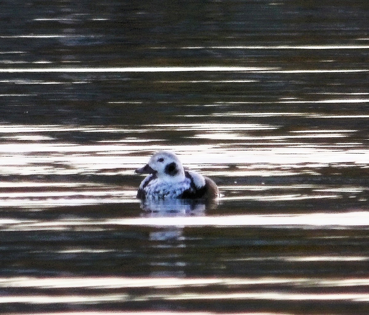 Long-tailed Duck - ML645747639