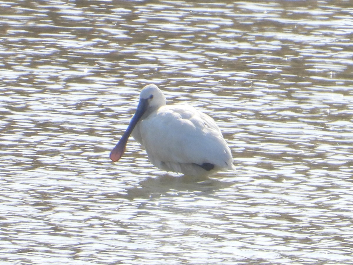 Eurasian Spoonbill - ML645747643
