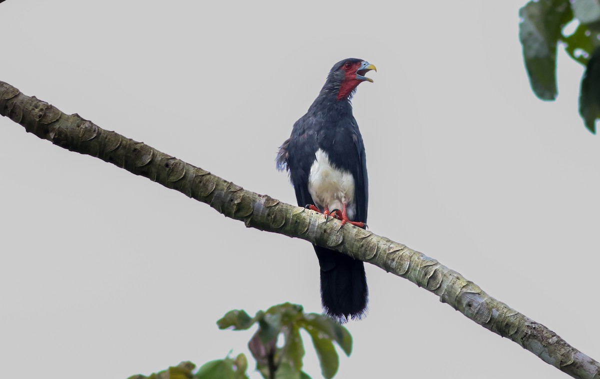 čimango rudohrdlý - ML645747647