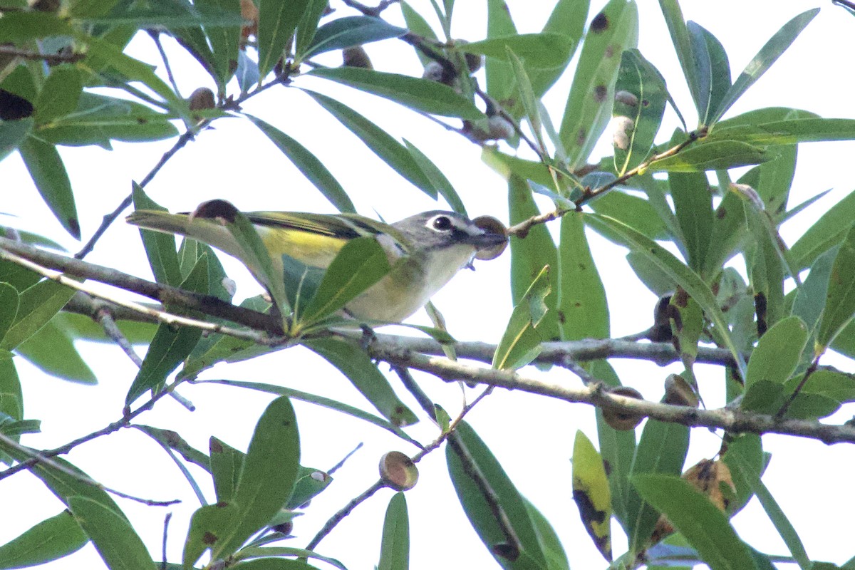 Blue-headed Vireo - ML645747656