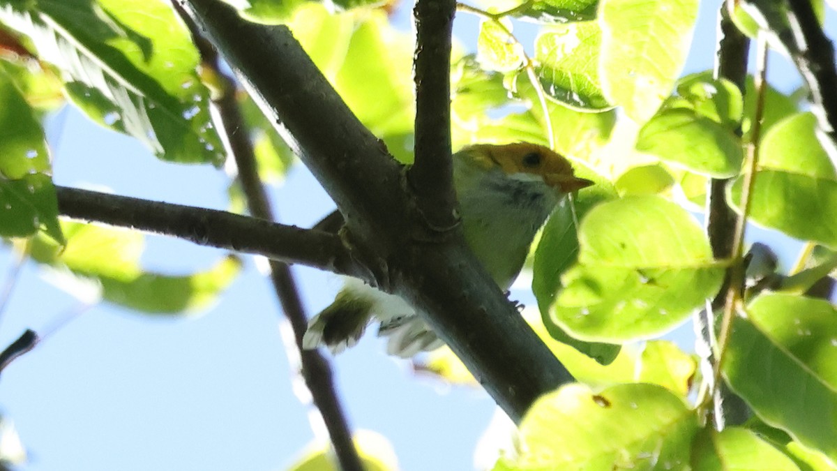 Rufous-faced Warbler - ML645747663